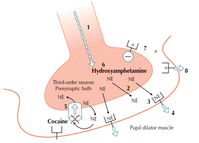 third-order neuromucular junction